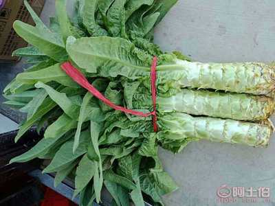 【泰安市岱岳區(qū)馬莊鎮(zhèn)-萵苣-青皮青肉】,價(jià)格,廠家,供應(yīng)商,新鮮蔬菜,泰安市糧舒蔬菜專業(yè)合作社 - 產(chǎn)品庫