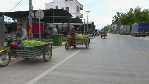 合浦 打造 萬(wàn)畝豇豆產(chǎn)業(yè)基地 助力脫貧攻堅(jiān)